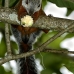 squirrel_variegated_tar_v_0239_cos0544.jpg